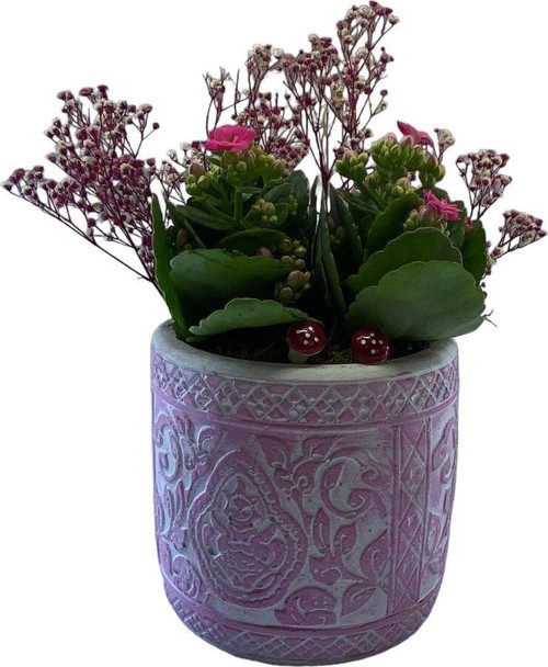 Dekoratif Saksıda Kalanchoe Şenliği