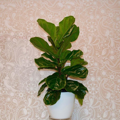 Dekoratif Saksıda Keman Yapraklı Kauçuk Ficus Lyrata 80-100 Cm Kampanya