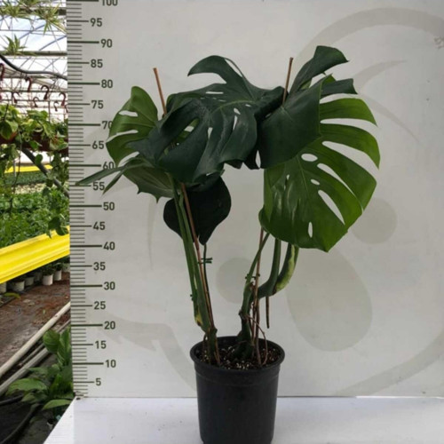 Saksıda Monstera Deve Tabanı Bitkisi
