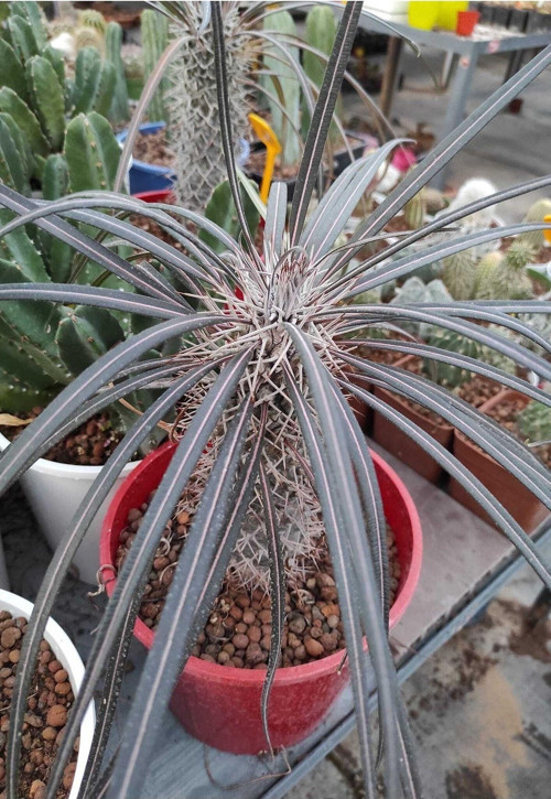 Madagaskar Palmiyesi-- 16 Cm Saksıda