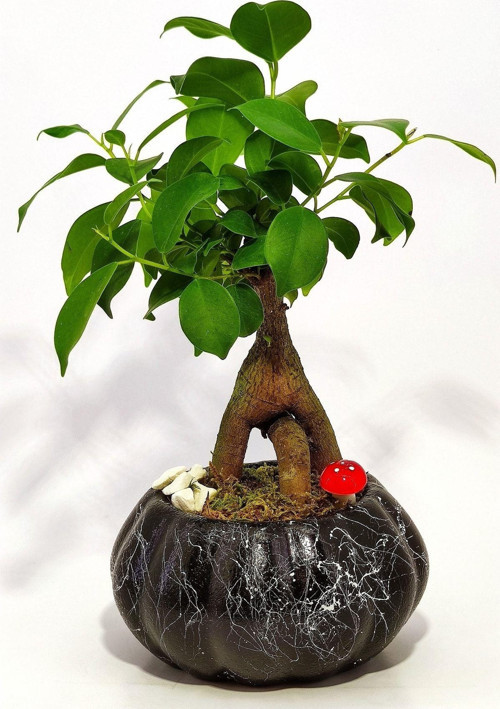 Dekoratif Saksıda Mini Bonsai