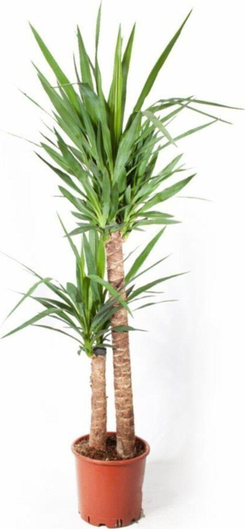 Yucca Massengena - Yuka Bitkisi - 2 Gövdeli 90 - 110 Cm
