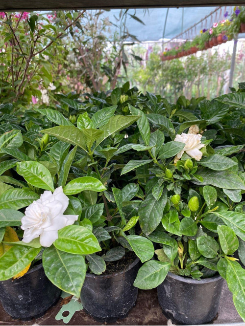 Gardenya Çiçeği Saksıda