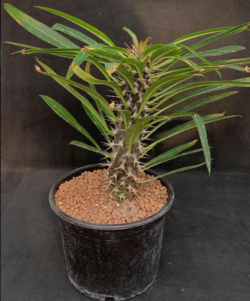 Madagaskar Palmiyesi Kaktüsü