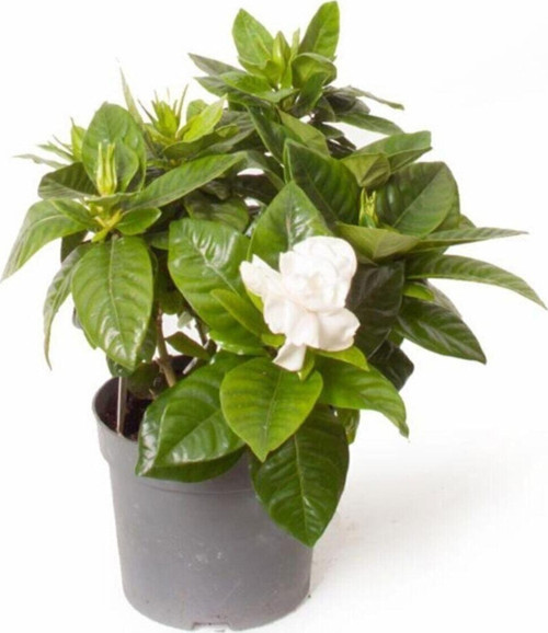 Gardenya Tomurcuk Çiçekli Gardenia Jasminoides 15 Cm