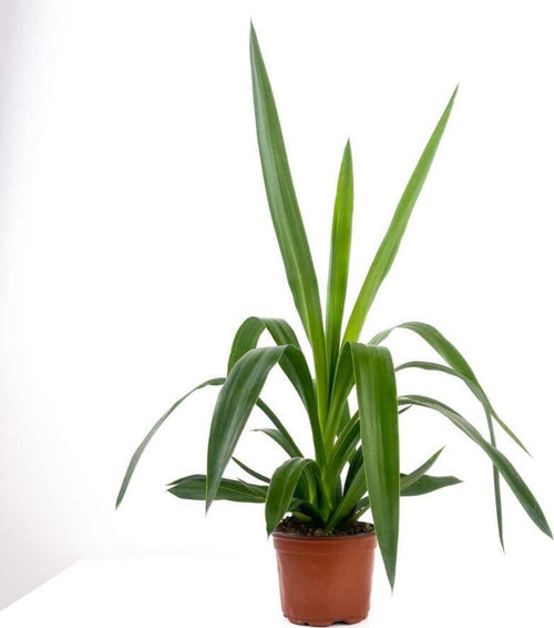 Yuka (Yucca Massengena) 40-60Cm