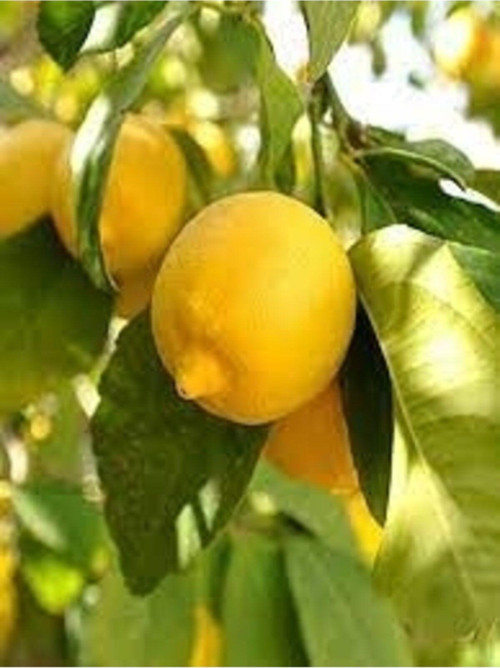 Şeker Tatlı Limon Limon Fidanı