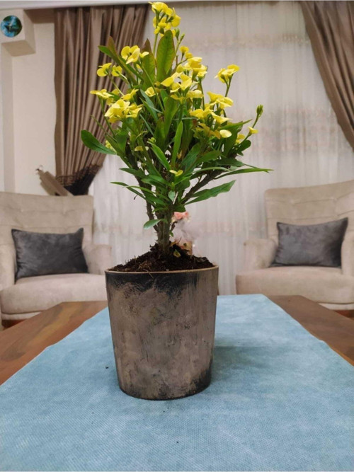 Seramik Saksıda 45-50 Cm