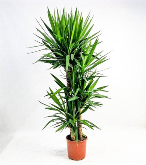Yuka Bitkisi (Yucca Massengena)Büyük Boy 4 Gövdeli 140-160 Cm