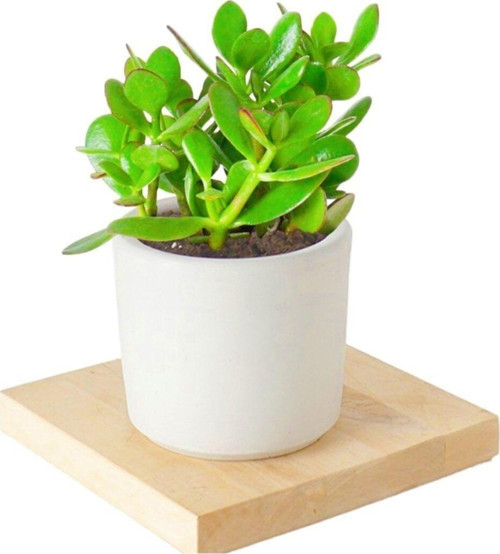 Seramik Saksıda Crassula Ovata Para Çiçeği 5 Alman Zambağı Soğanı