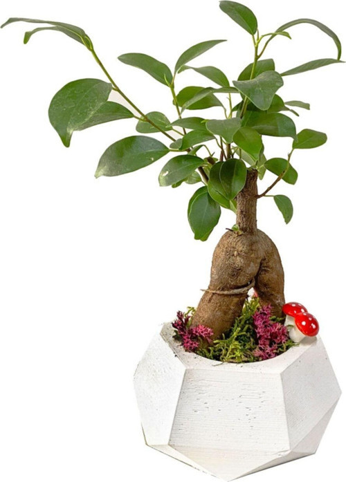 Beyaz Beton Geometrik Saksıda Mini Ficus Ginseng Bonsai
