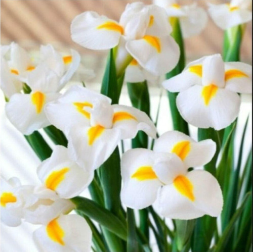Golden Beauty Iris Süsen Soğanı - 5 Adet