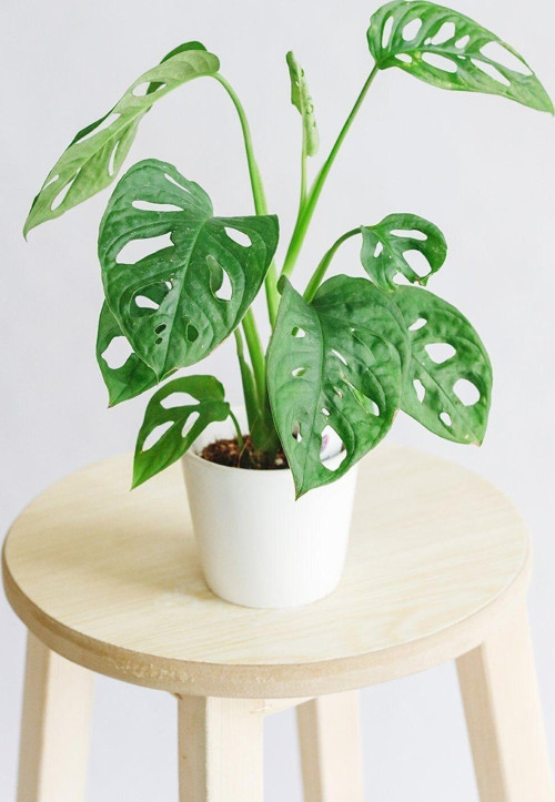 Deve Tabanı - Monstera Adansonii