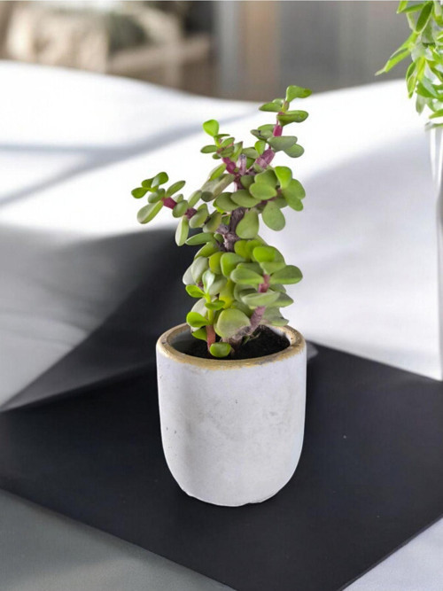 Mini Bonsai Para Ağacı Dekoratif Beton Saksıda 70866