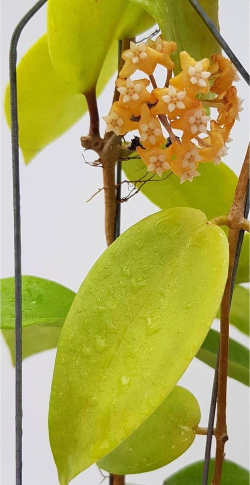 Gün Batımı Rüyası Hoya Mum Çiçeği Fidanı (Turuncu Yıldız Mum Çiçeği)