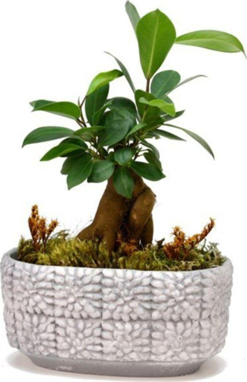 Mini Ficus Bonsai Ağacı