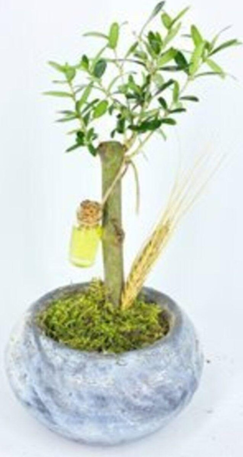 Zeytin Ağacı Bonsai & Eskitme Vane Beton Saksıda Hediyelik Canlı