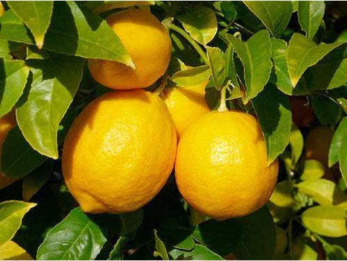 3 Yaşlı Mayer Limon Fidanı