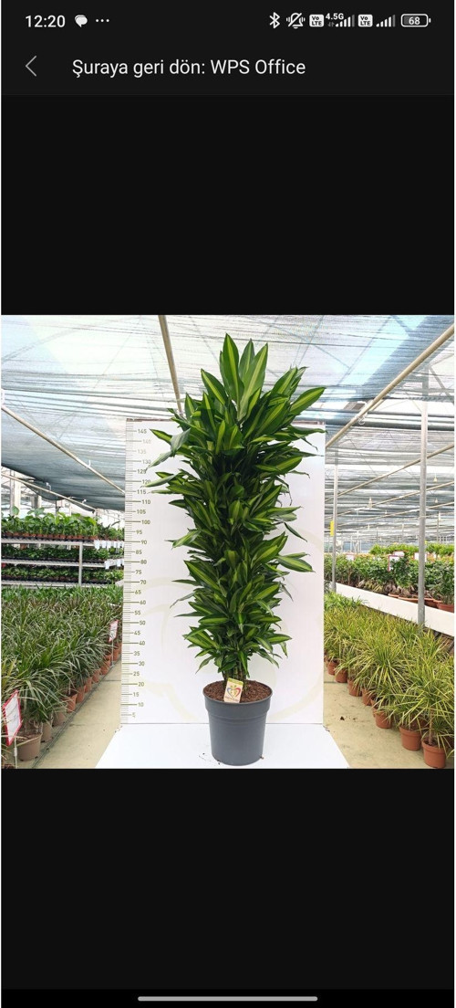 Dracaena Cıntho Mustıstam Anaç Ve Büyük Boy