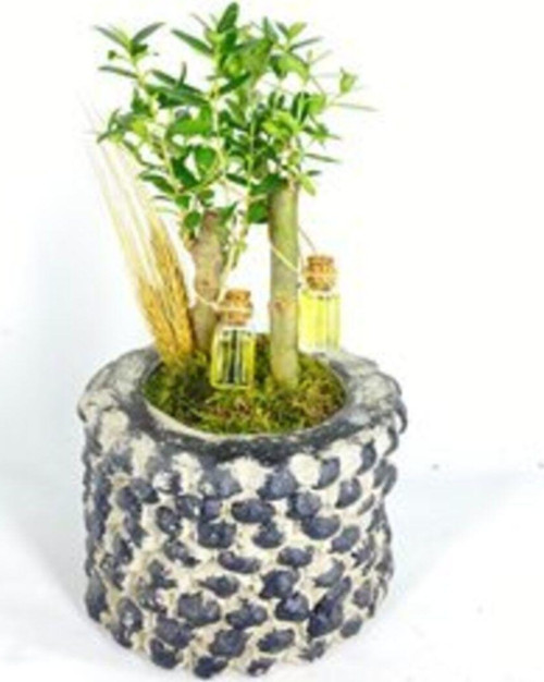 Zeytin Ağacı Bonsai & Siyah Festa Beton Saksıda Hediyelik Canlı Çiçek