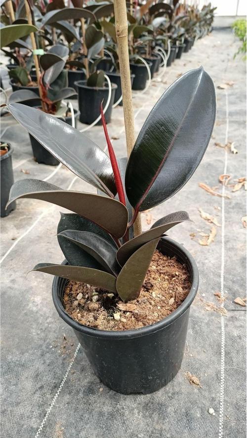 Black Ficus Elastica - Siyah Yapraklı Kauçuk Bitkisi - Iç Mekan Bitkisi 15/30Cm