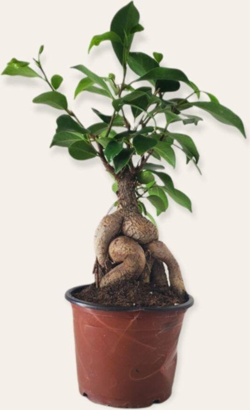 Bonsai ( Ficus Ging Seng) 30 Cm