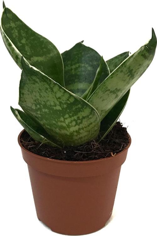 Sansevieria 'Green Hahnii' (Paşa Kılıcı)