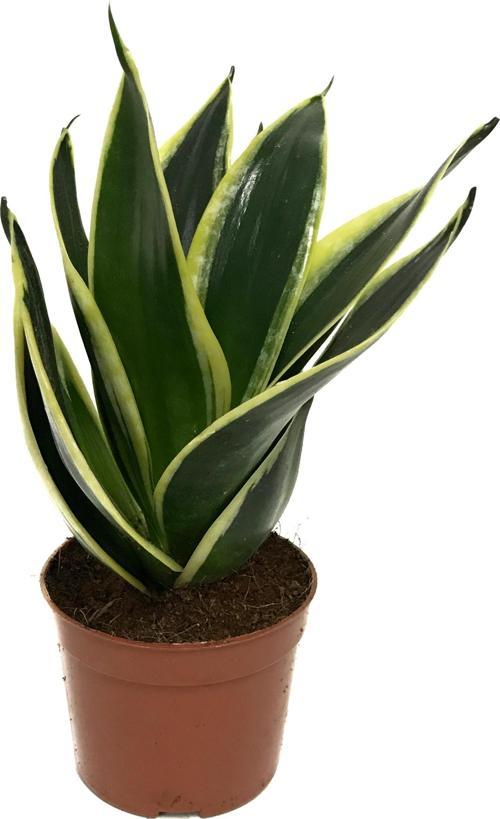 Sansevieria 'Yellow Stripe' (Paşa Kılıcı)