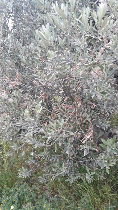 500 Gr Zeytin Yaprağı