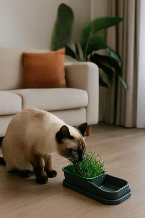Topraksız Evde Kedi Çimi Yapımı Kiti 5 Paket Tohumu Hediyeli Suda Çim Otu Yetiştirme Mama Su Kabı