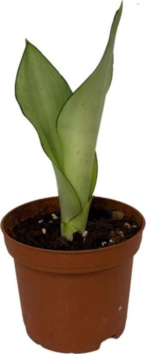 Sansevieria Trifasciata 'Moonshine' (Paşa Kılıcı) Ø5,5 CM H10-15 CM