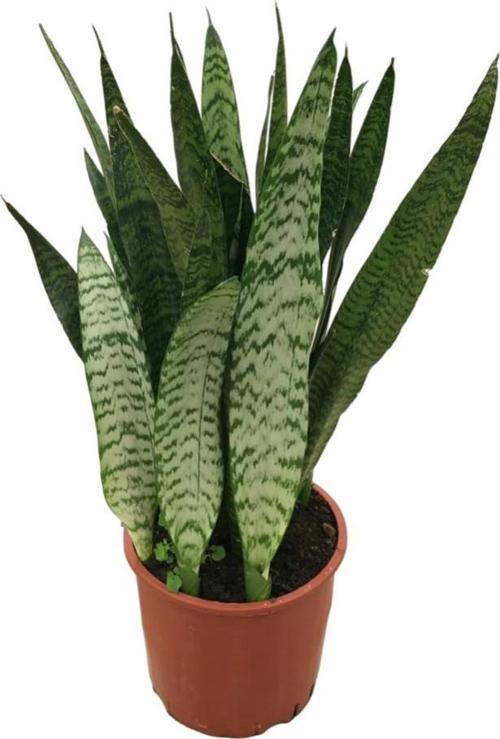 Sansevieria Zeylanica (Paşa Kılıcı)