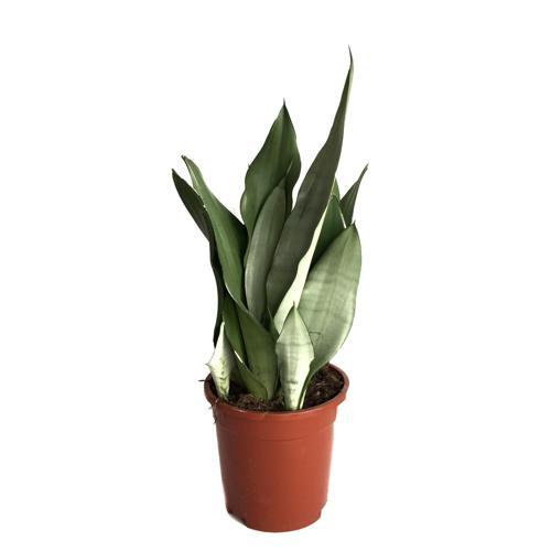 Sansevieria Trifasciata 'Moonshine' (Paşa Kılıcı)