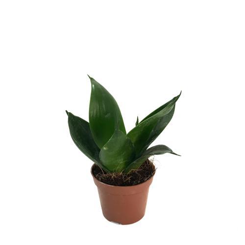 Sansevieria Jade (Paşa Kılıcı)