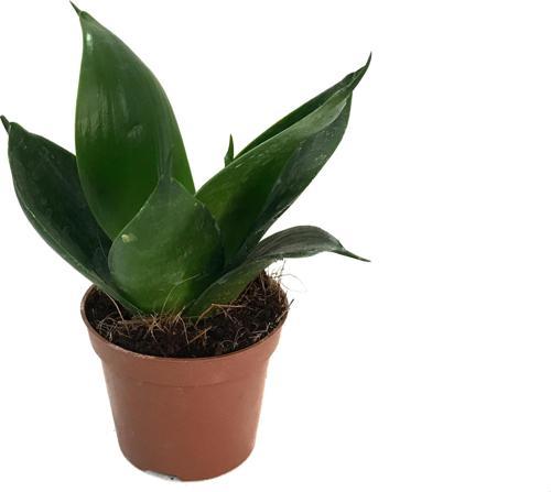 Sansevieria Jade (Paşa Kılıcı)