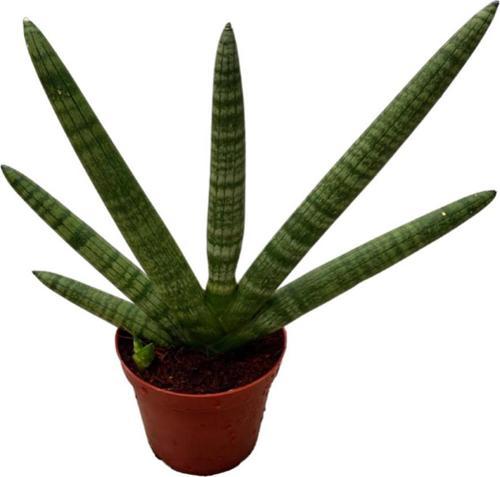 Sansevieria Cylindrica 'Skyline' (Paşa Kılıcı)