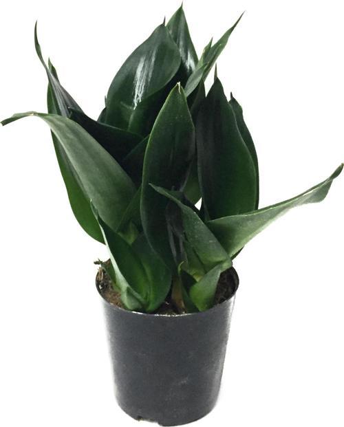 Sansevieria Jade (Paşa Kılıcı)