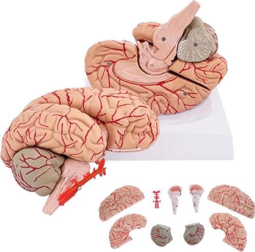 Parçalı Beyin Maketi Model 52