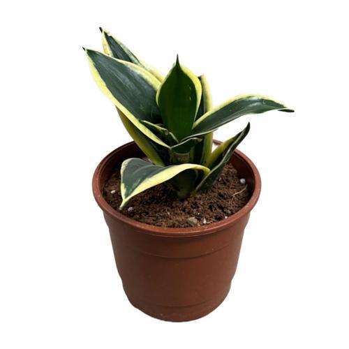 Sansevieria 'Yellow Stripe' (Paşa Kılıcı)