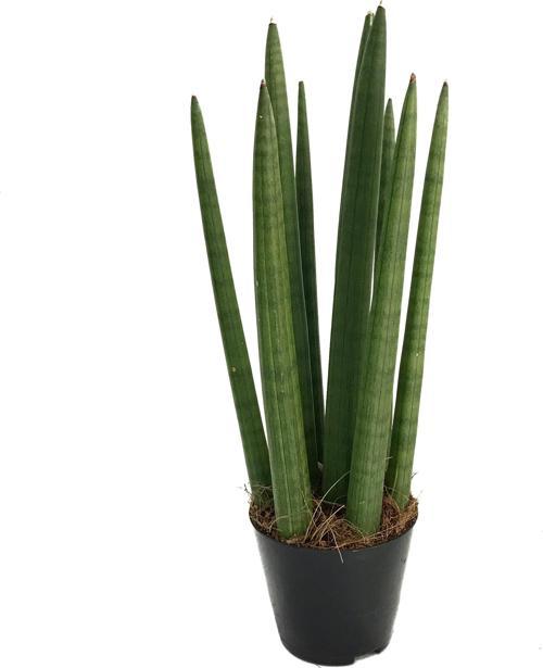 Sansevieria Cylindrica (Paşa Kılıcı)