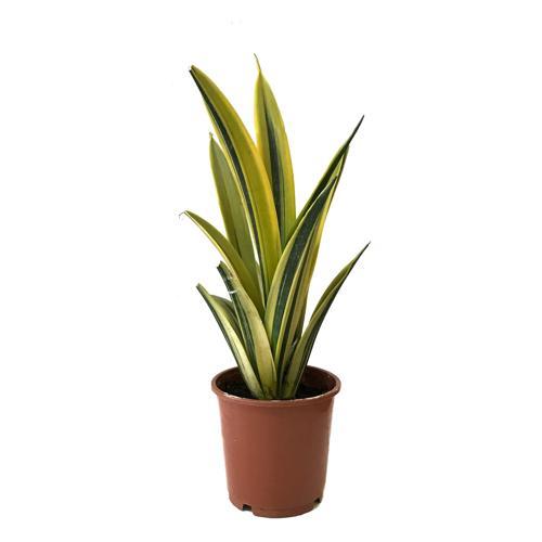 Sansevieria Trifasciata 'Gold Flame' (Paşa Kılıcı)