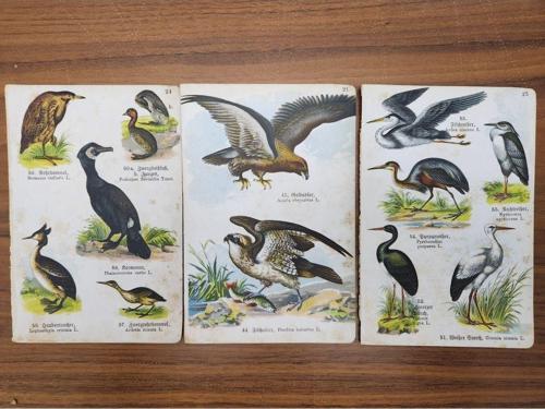 3 Adet Taş Baskı Eski Dönem Kuşlar. Her Biri 11X17Cm Boyutunda 3