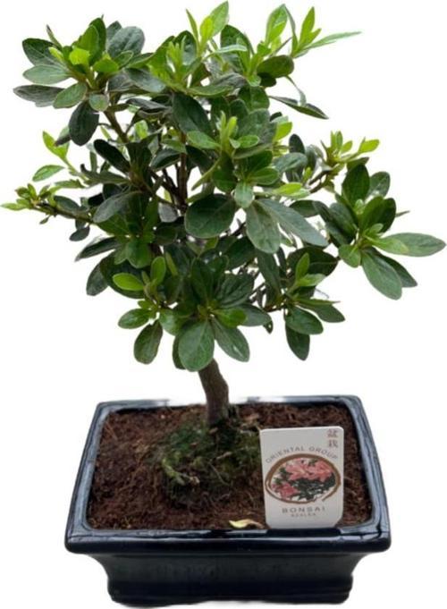 Bonsai - Azalea