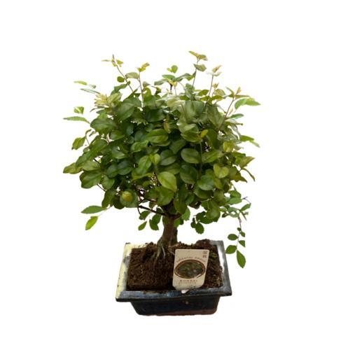 Bonsai - Sageretia