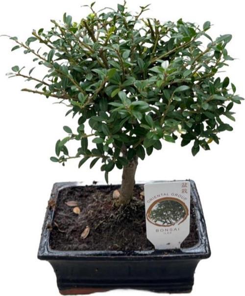 Bonsai - Ilex