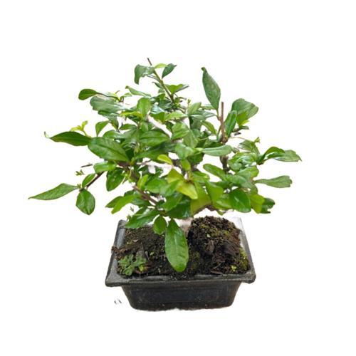 Bonsai - Carmona