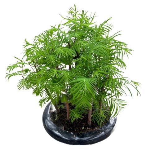 Bonsai - Larex