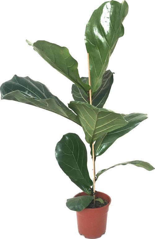 Ficus Lyrata (Keman Yapraklı Kauçuk Çiçeği)