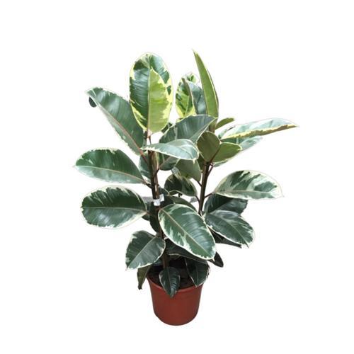 Ficus Elastica 'Tineke' (Kauçuk Çiçeği)