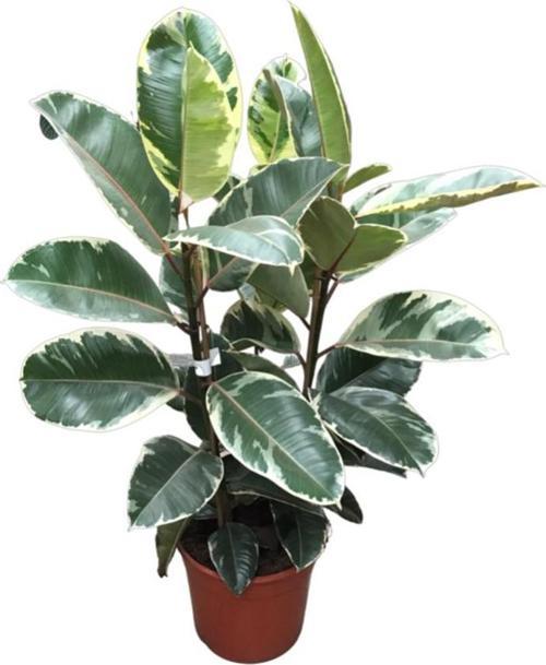 Ficus Elastica 'Tineke' (Kauçuk Çiçeği)